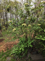 Viburnaceae