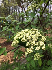 Viburnaceae