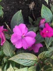 Impatiens hawkeri