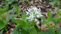 Asperula taurina