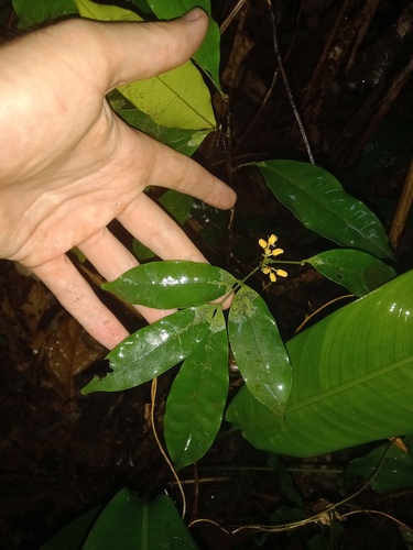 Foto de Cedroarana