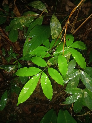 Cedroarana