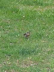 Turdus pilaris