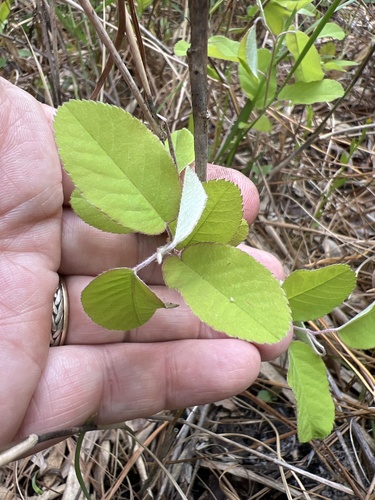 Amelanchier canadensis