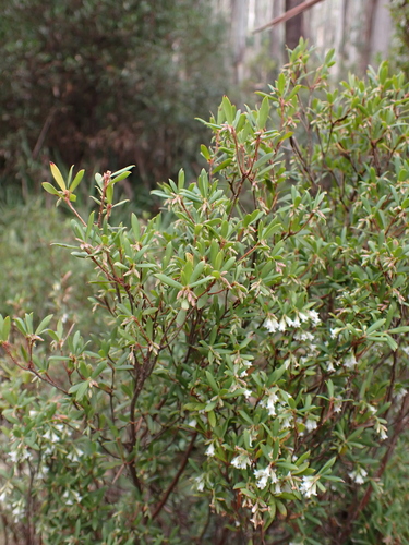 Image of Leucopogon gelidus by (c) Nina Kerr, some rights reserved (CC BY)
