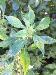 Parietaria
