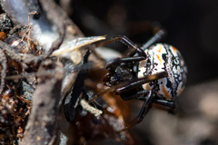 Latrodectus indistinctus