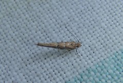 Pyroderces