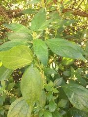 Parietaria