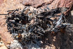 Latrodectus indistinctus