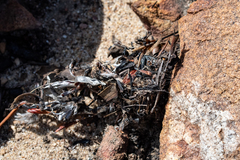 Latrodectus indistinctus