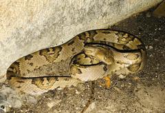 Trimorphodon biscutatus