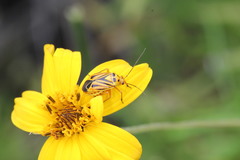 Calocoris barberi