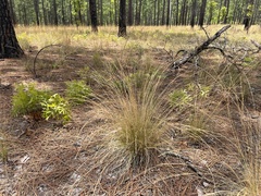 Aristida stricta, photograph Alan Weakley, CC0, iNaturalist via GBIF