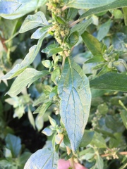 Parietaria
