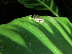 Agalychnis hulli