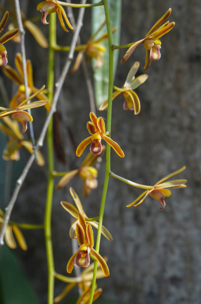 Cymbidium crassifolium Herb. 2