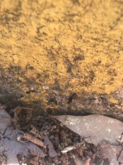 Camponotus pennsylvanicus