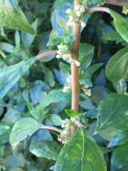 Parietaria