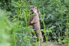 Marmota kastschenkoi