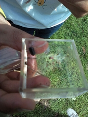 Armadillidium vulgare