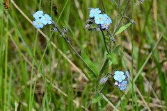 Myosotis imitata