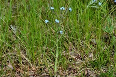 Myosotis imitata