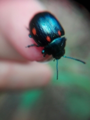 Labidomera suturella