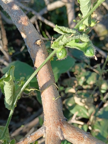 Kedrostis foetidissima