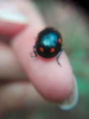 Labidomera suturella