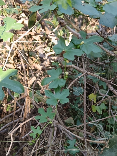 Kedrostis foetidissima