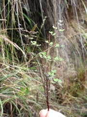 Argyrochosma nivea