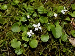 Viola pallens