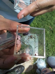Armadillidium vulgare