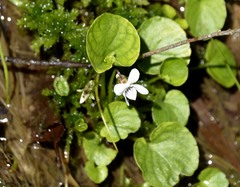 Viola pallens