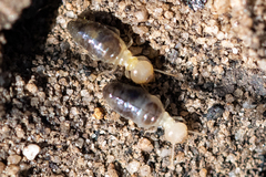 Termitinae