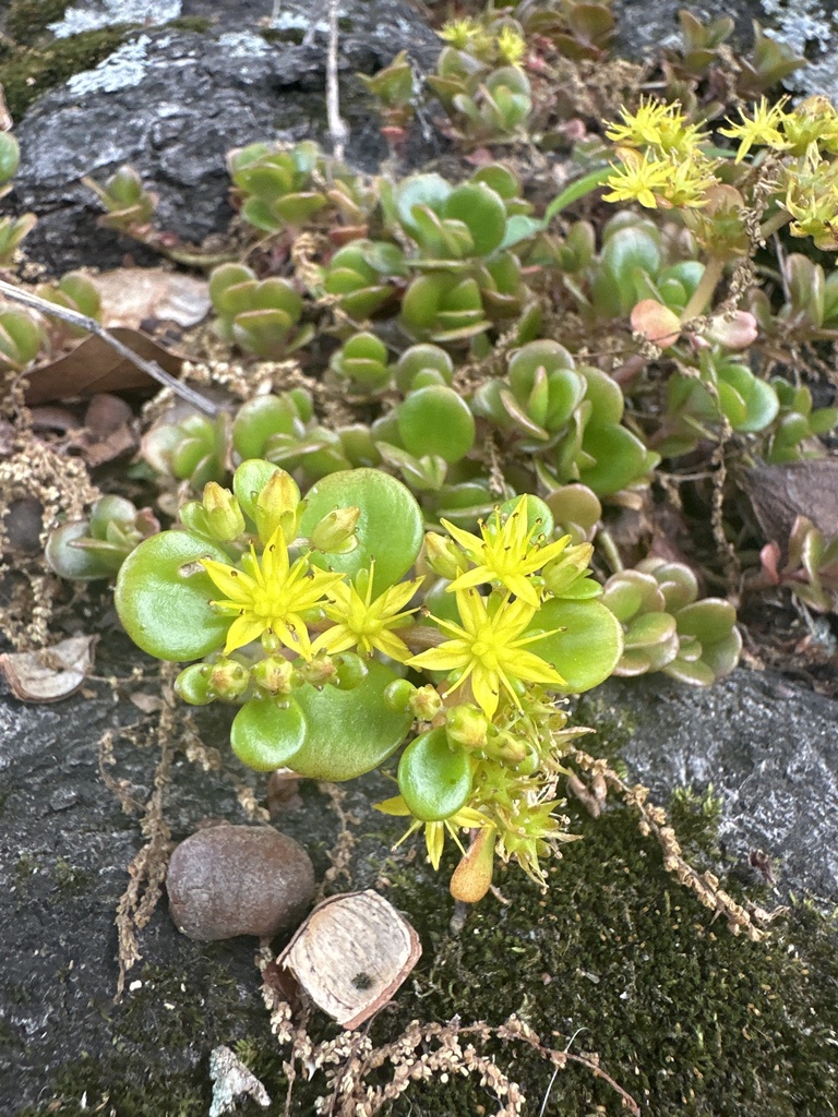Sedum tetractinum Fröd. 2