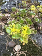 Sedum tetractinum, photograph author not stated, no rights reserved