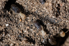 Termitinae