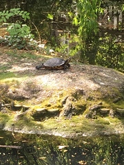 Trachemys scripta