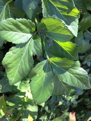 Parietaria