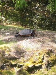 Trachemys scripta
