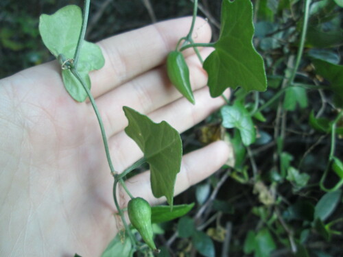Image of Kedrostis nana by (c) De Waal Hugo, some rights reserved (CC BY)