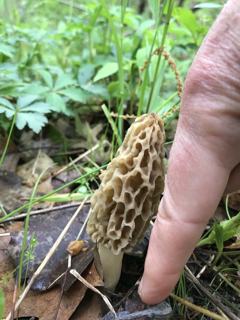 Section Morchella from 801–913 State Highway Y, Harrisburg, MO, US on ...