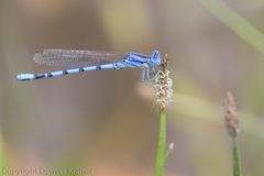 Argia nahuana