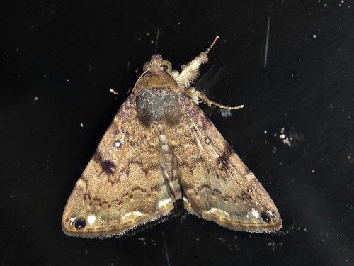 Bareia incidens
