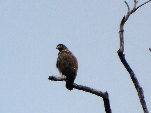 Philippine Serpent Eagle (Spilornis holospilus), photo 6