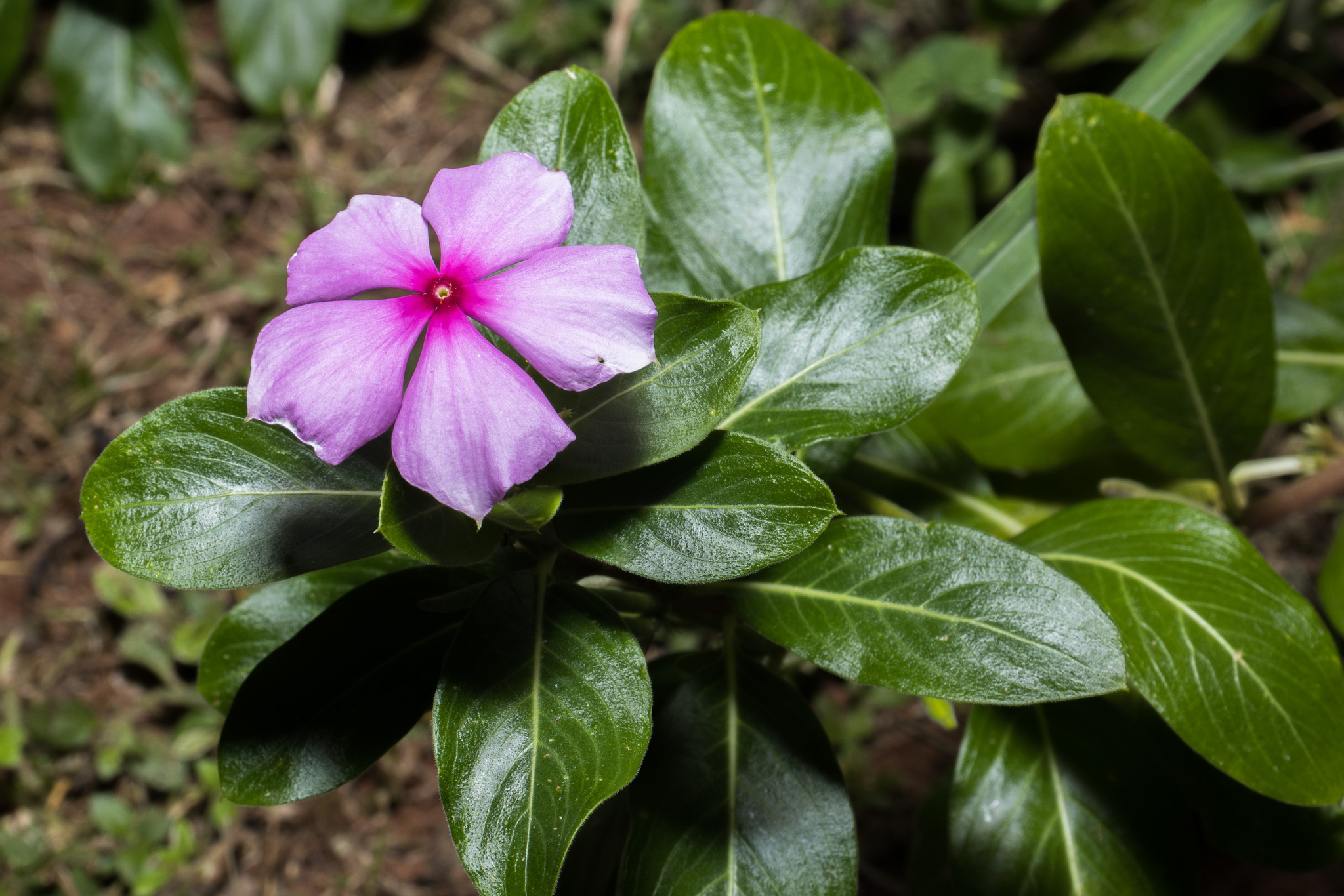 Catharanthus roseus