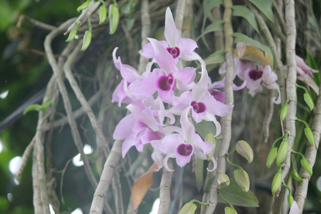 Dendrobium anosmum