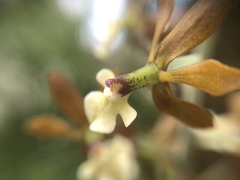 Prosthechea michuacana